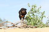 ROTTWEILER 062